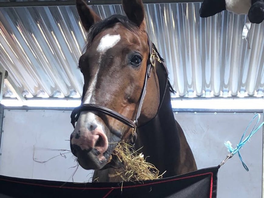 Pferd knabbert Stallholz an? Ursachen & giftige Holzarten