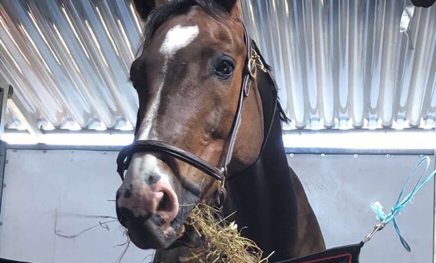 Pferd knabbert Stallholz an? Ursachen & giftige Holzarten