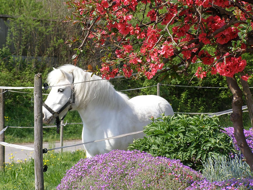 Pferde und Giftpflanzen – Tierärztin erklärt Vergiftungsrisiken und Giftquellen