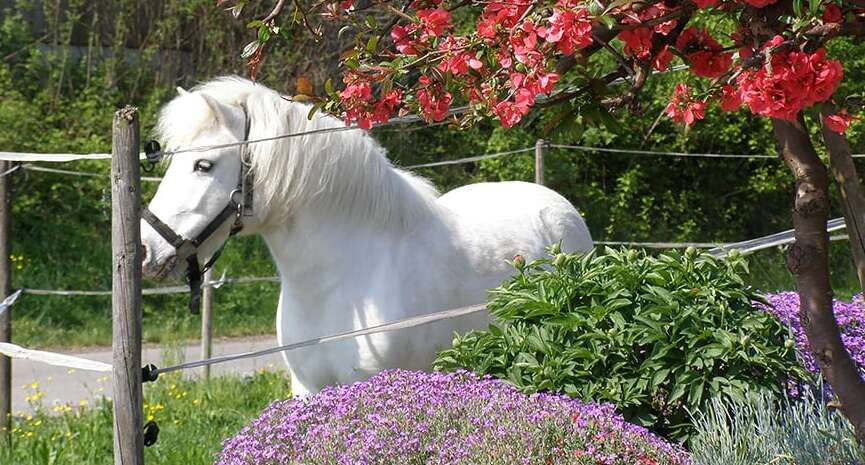 Pferde und Giftpflanzen – Tierärztin erklärt Vergiftungsrisiken und Giftquellen