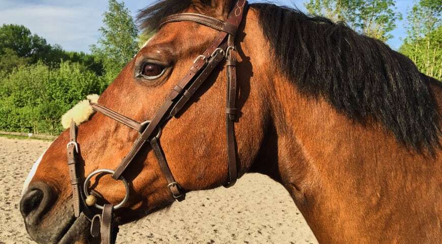 Tierärztin erklärt: Was tun, wenn Dein Pferd Zahnprobleme hat!
