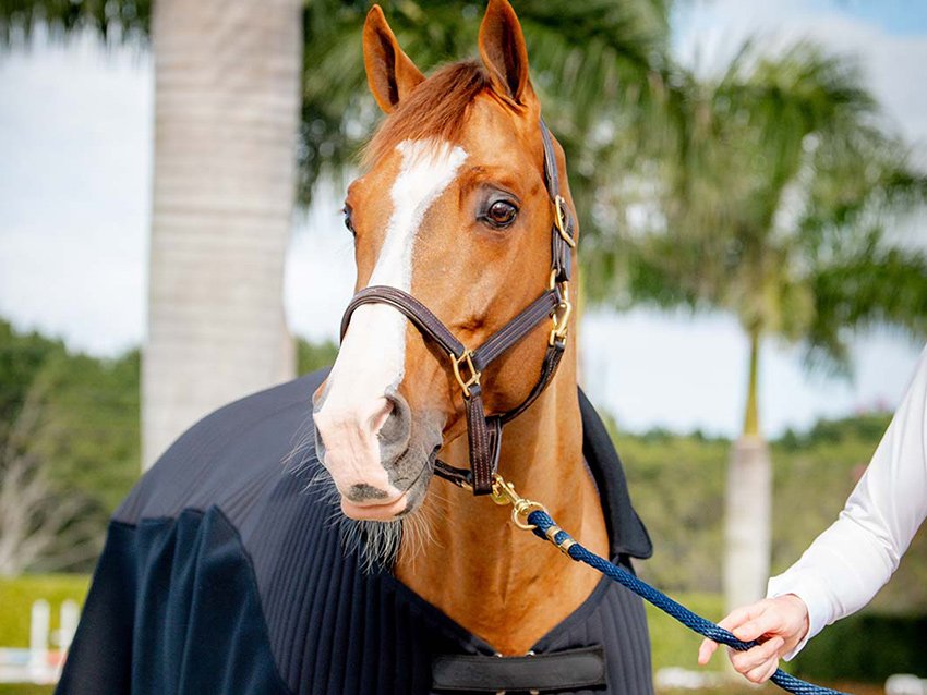 Jetzt ganz neu: Die eaSt professional Horsewear-Kollektion ist da!