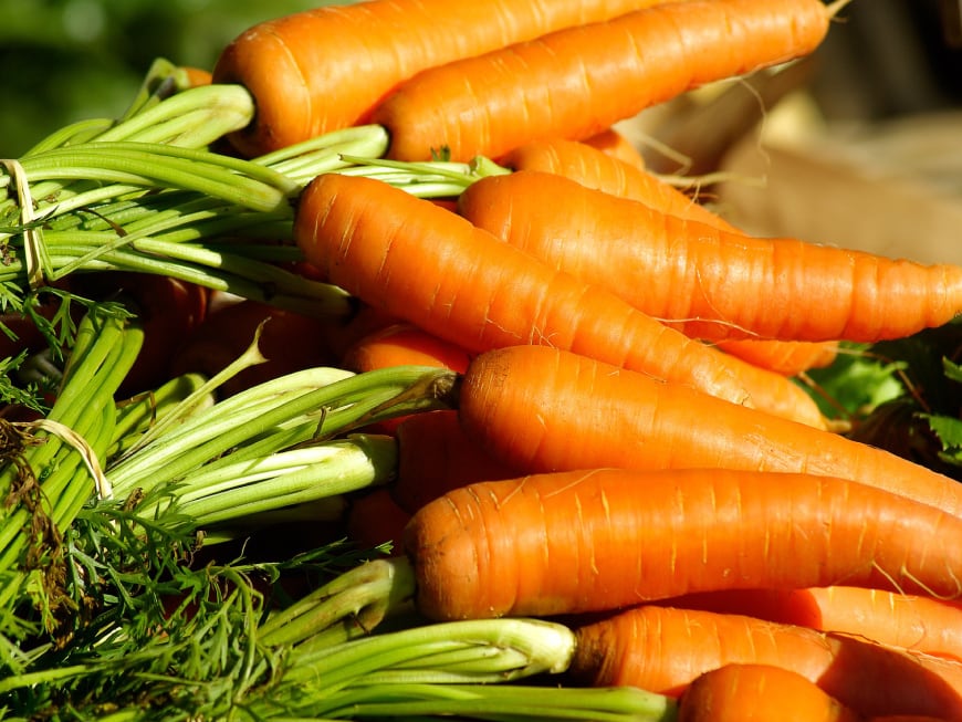 Forschung bei Pferden bestätigt: Karotten halten den Pferdemagen gesund