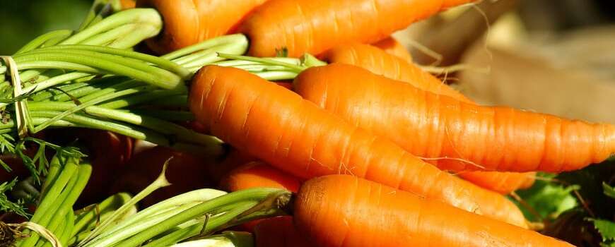 Forschung bei Pferden bestätigt: Karotten halten den Pferdemagen gesund